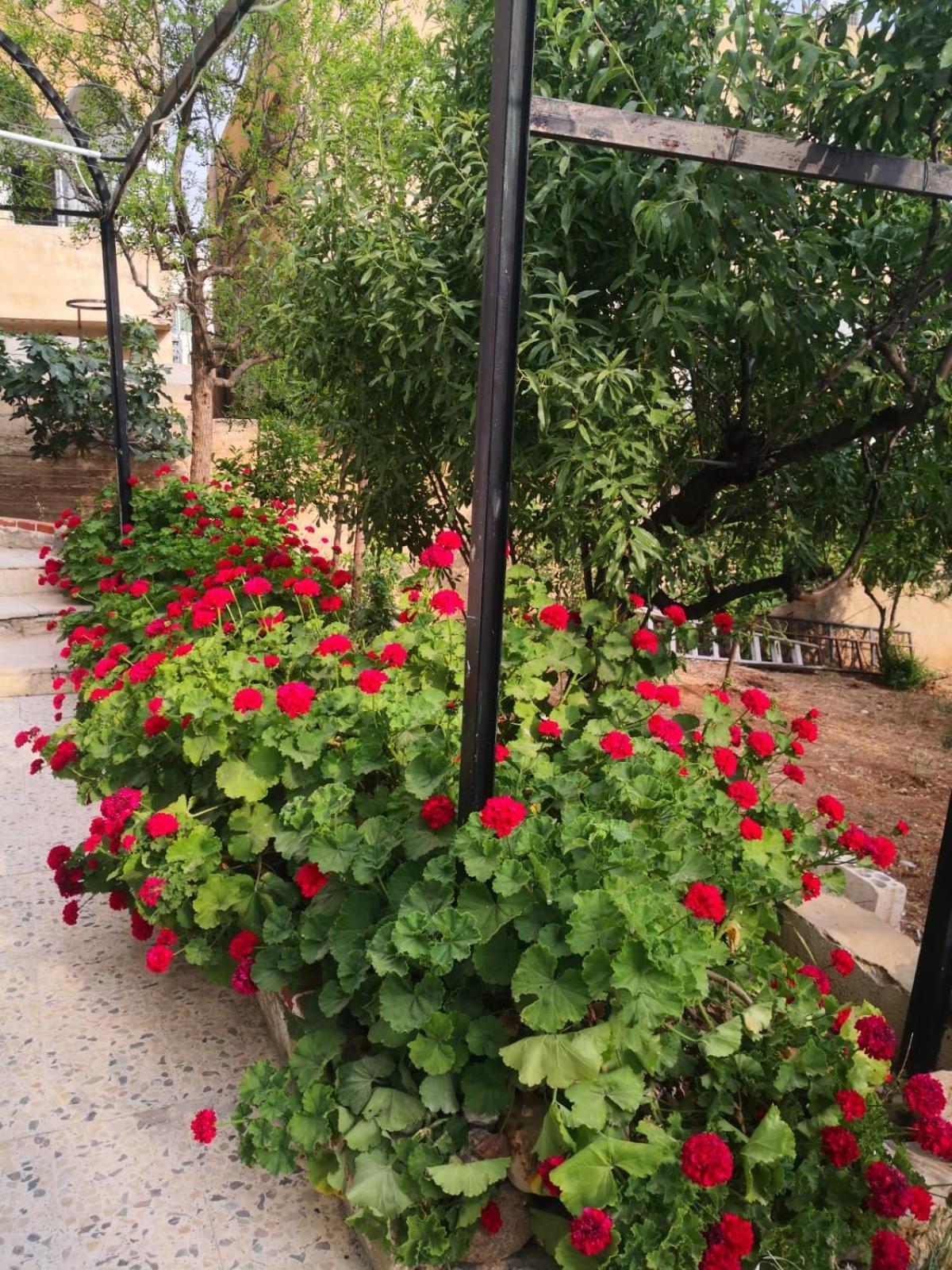 White Tulips Apartment الزنبقة البيضاء Jarash Exteriör bild